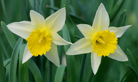 Daffodil Narcissus pseudonarcissus, the UK39;s native wild Daffodil. Daffodil Narcissus pseudonarcissus, the UK39;s native wild Daffodil.