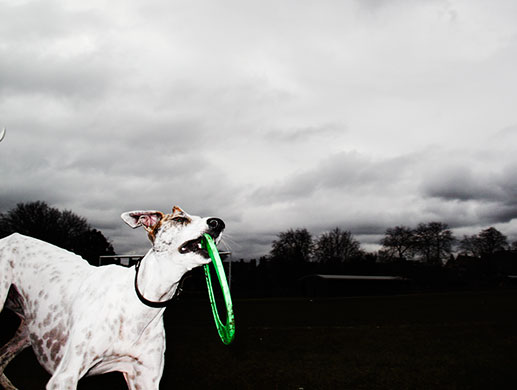 Show & Tell: Rankin: Pickle the dog