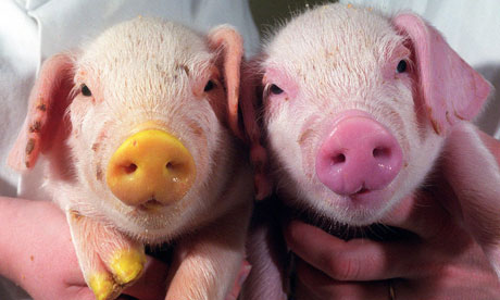 genetic-modified-piglets--006.jpg