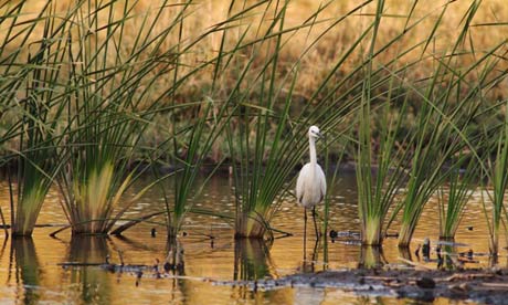 Azraq wetland reserve