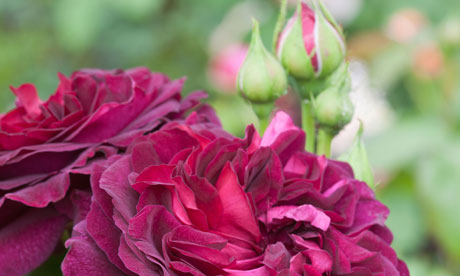 Gardens: the joy of digging online