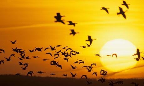 pink-footed geese snettisham Norfolk