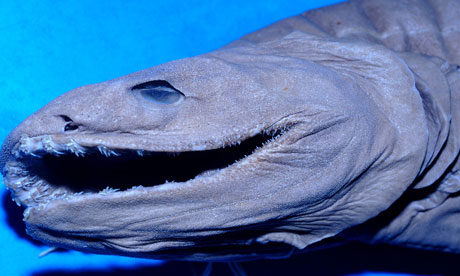namibia-shark