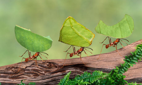 leafcutter ants