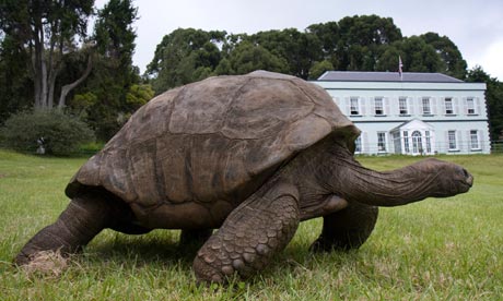 A 180-year-old pet tortoise St Helena