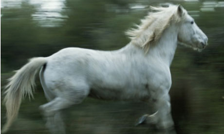 Carelli's 'The Sabbath' is transformed by the appearance of a 'pair of greyish steeds'