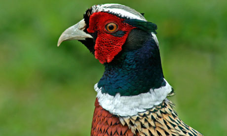 Male Pheasant (Phasianus colchicus) 