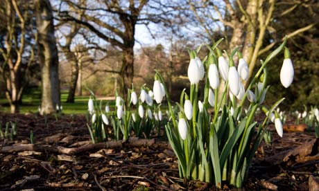 Snowdrops