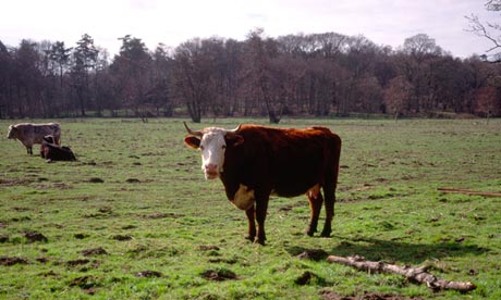 Cow in field Suffolk England