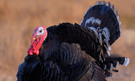 Parsons Nose Chicken