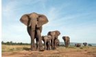 Elephants at risk