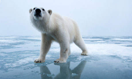 Polar Bear on ice