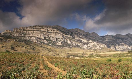 Vineyards, Spain