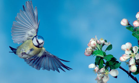 Blue Tit
