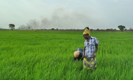 Ethiopia rice farming