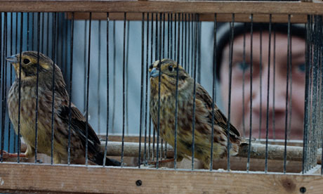 Silent Souls: still showing caged birds
