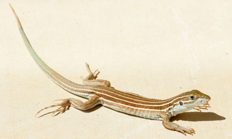 Whiptail Lizard Mating