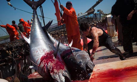 bluefin tuna fishermen