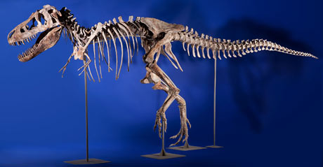 Seized tarbosaurus skeleton Seized tarbosaurus skeleton
