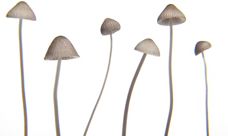 Magic Mushrooms