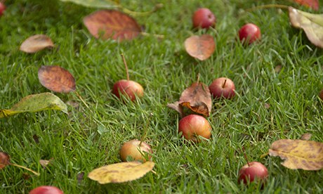 Crab apples on grass