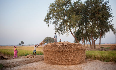 rice in nalanda bihar india