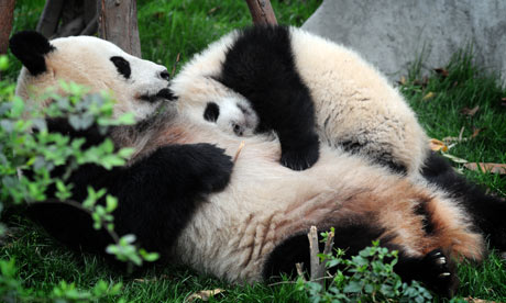 A mother and cub panda at Chengdu in China