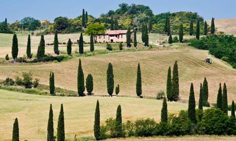 Cypress Trees on Winding Hillside Road