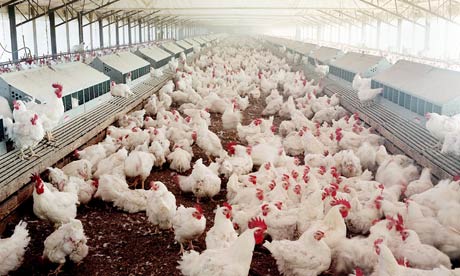 factory farmed chickens