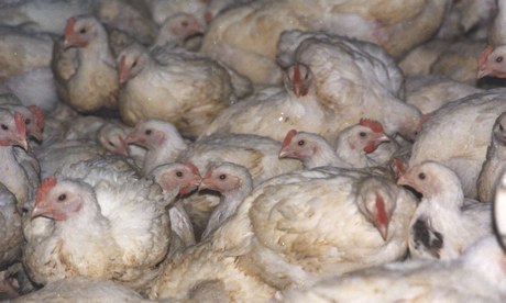 farmageddon oakeshott