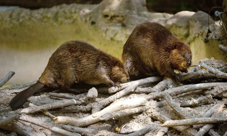 Washington's National Zoo Previews 