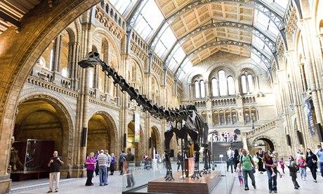 Diplodocus dinosaur at the Natural History Museum, London, England, UK
