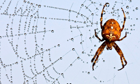 Spiders, Alice Roberts