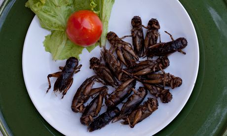 Fried insects