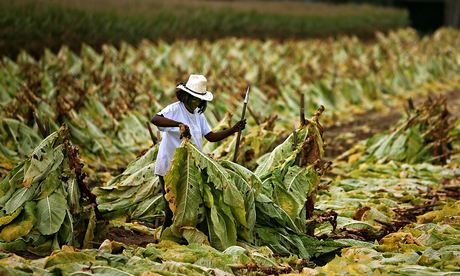 Tobacco being harvested 