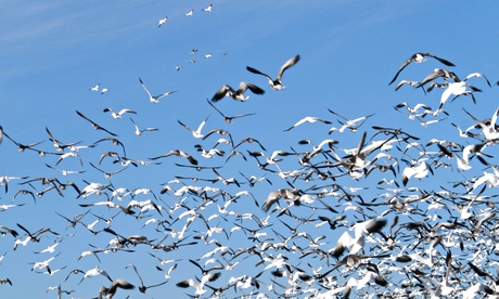 Geese migrating in the US state of Illinois.