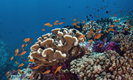Coral reef in Fiji