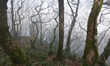 Coppiced Sessile Oaks in Yearnor Wood near Culbone, Porlock, Exmoor.