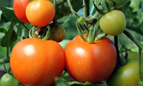 Tomatoes