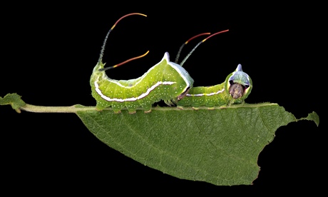 Cerura scitiscripta caterpillar