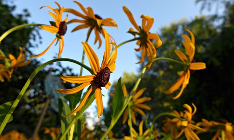 Black eyed Susans, thriller of month