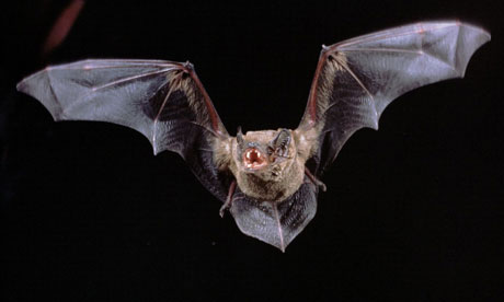 A noctule bat in flight. Photograph: Dietmar Nill/Nature Picture Library/Rex Features