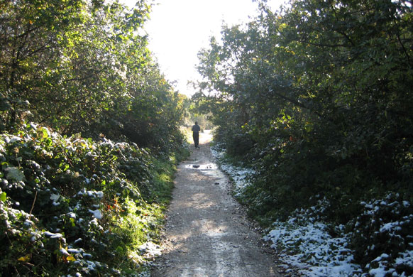 The Parkland Walk in north London. Photograph: Jo Blason