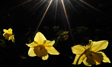 Daffodils are seen in St James's Park in London