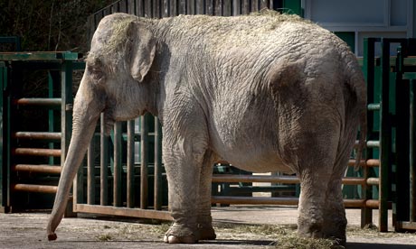 Elephant Face Profile