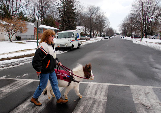 Assistance dogs : Shari Bernstiel is helped across the street by Tonto, her guide horse