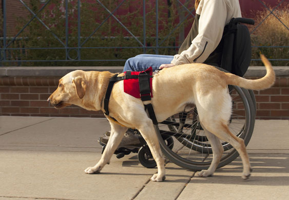 Assistance dogs : Woman on wheelchair with yellow Labrador