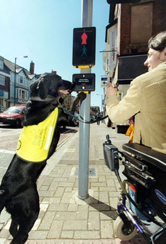 Assistance dogs : Dog helping at pelican crossing