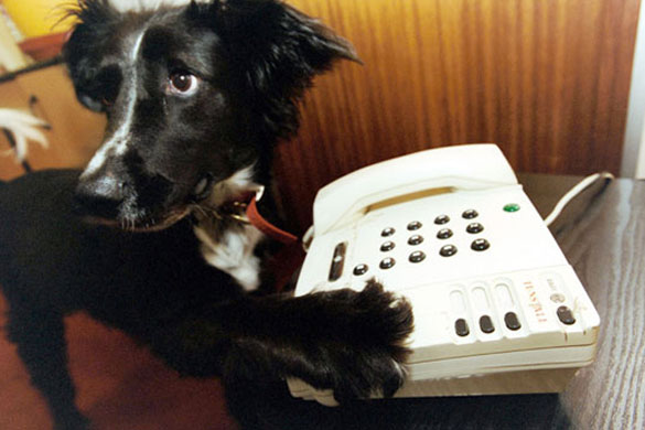 Assistance dogs : Dog pressing the answer button on the phone