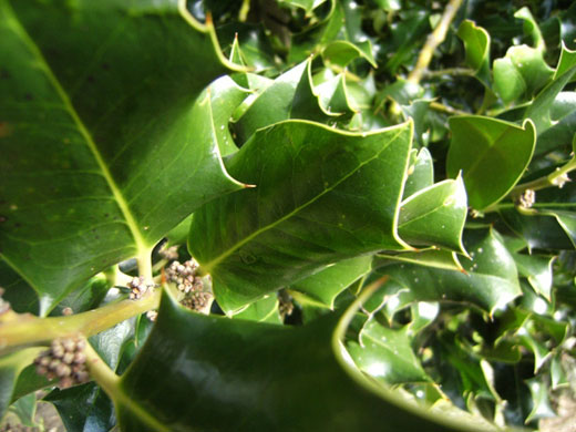 UR in the Picture: Sometimes I Feel Prickly Inside by Paul Vince